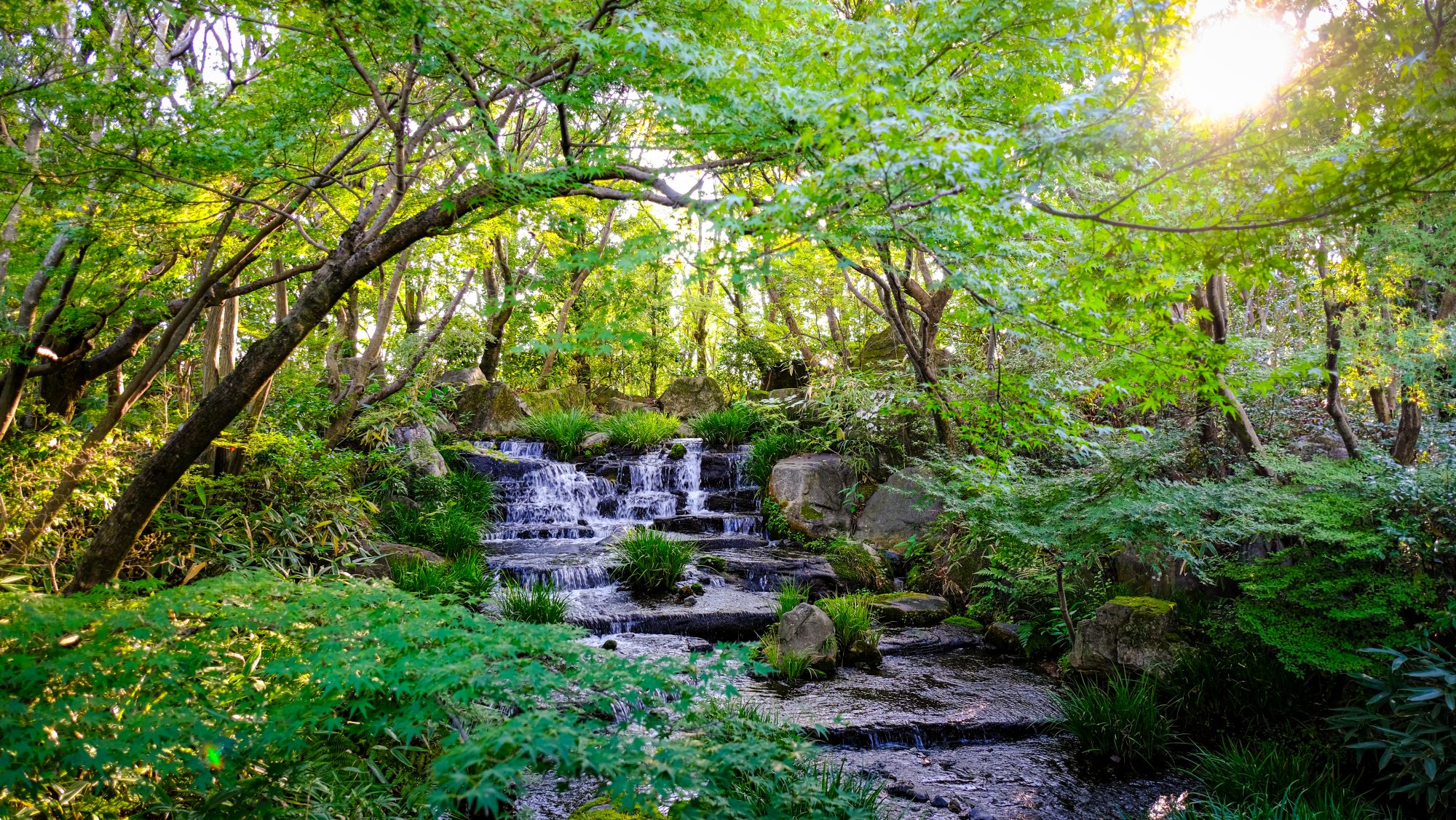 Trees and small waterfall